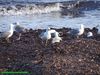 Filename=Natura_202.JPG
Filesize=265KB
Dimensions=1024x768
Date added=Jun 18, 2018 Natura_202.JPG