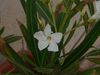 Filename=SHALOM-2.JPG
Filesize=91KB
Dimensions=1024x768
Date added=May 18, 2008 SHALOM-2.JPG