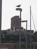Filename=SHALOM-45.JPG
Filesize=84KB
Dimensions=768x1024
Date added=Jun 11, 2008 SHALOM-45.JPG