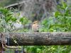 Filename=natura_913.jpg
Filesize=168KB
Dimensions=1024x768
Date added=May 06, 2020 natura_913.jpg