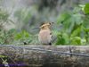 Filename=natura_914.jpg
Filesize=141KB
Dimensions=1024x768
Date added=May 06, 2020 natura_914.jpg